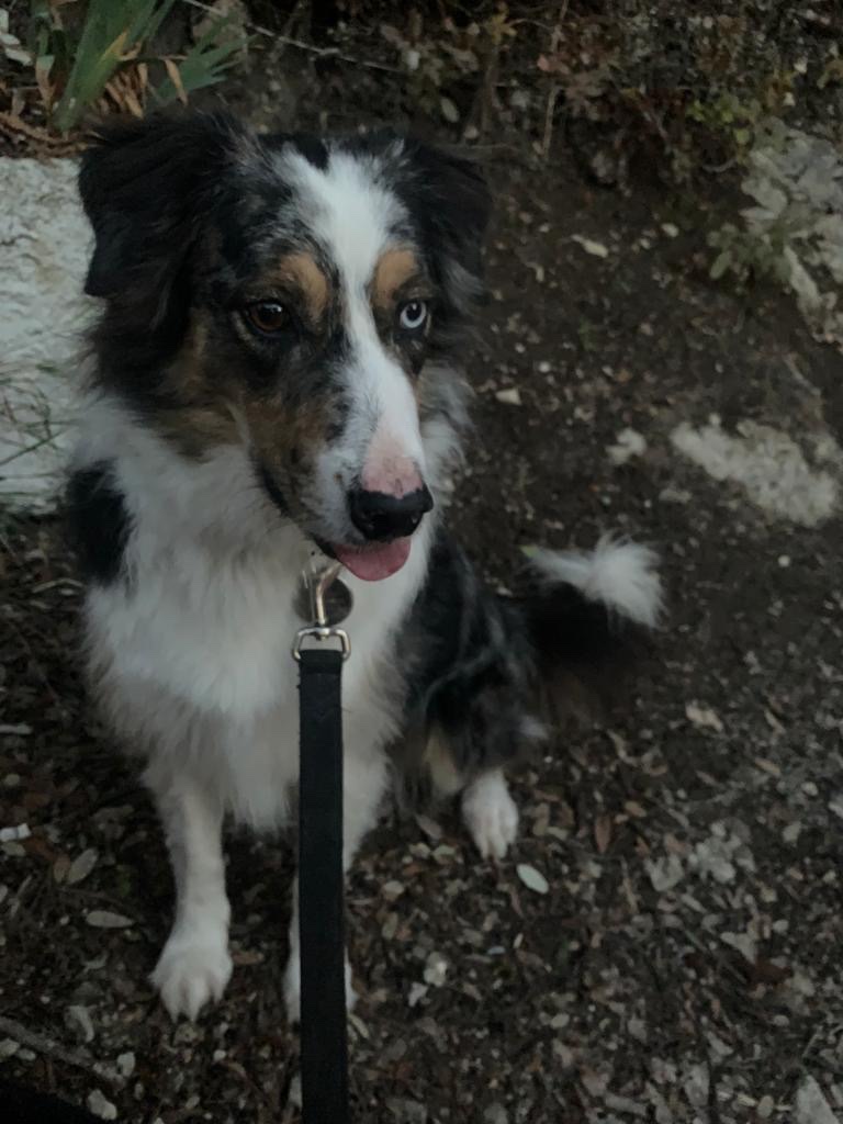 keepdog pension canine — photo