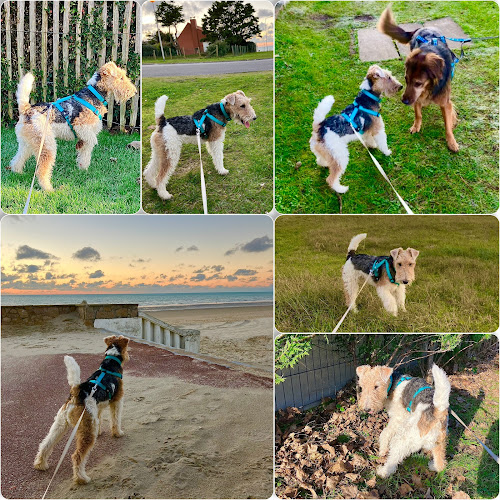 Cats&Dogs - Petsitter à votre domicile