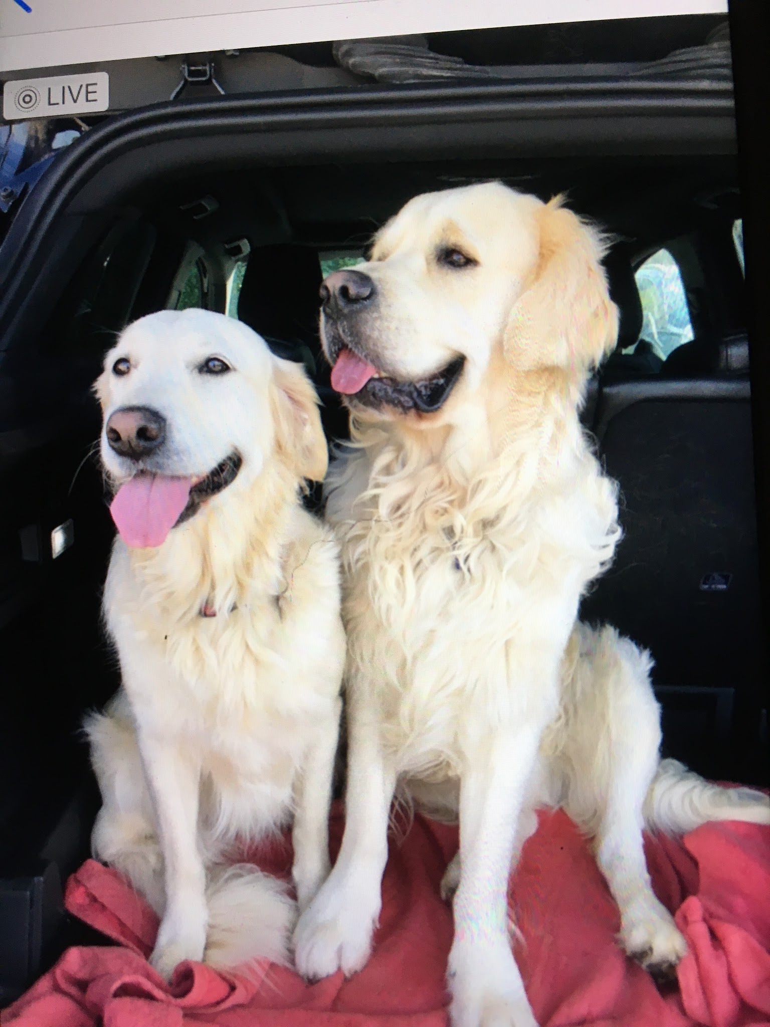 Cats&Dogs - Petsitter à votre domicile — photo