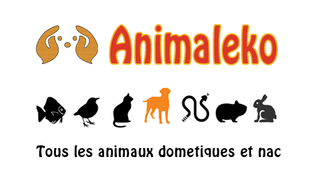 ANIMALEKO — photo