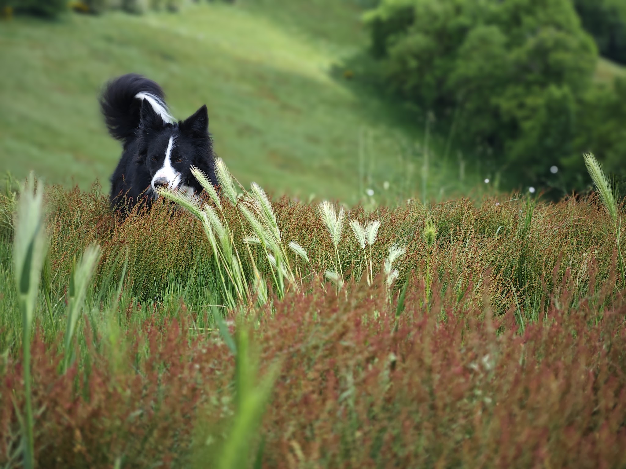 Pension canine - L’auberge des boules de poils — photo