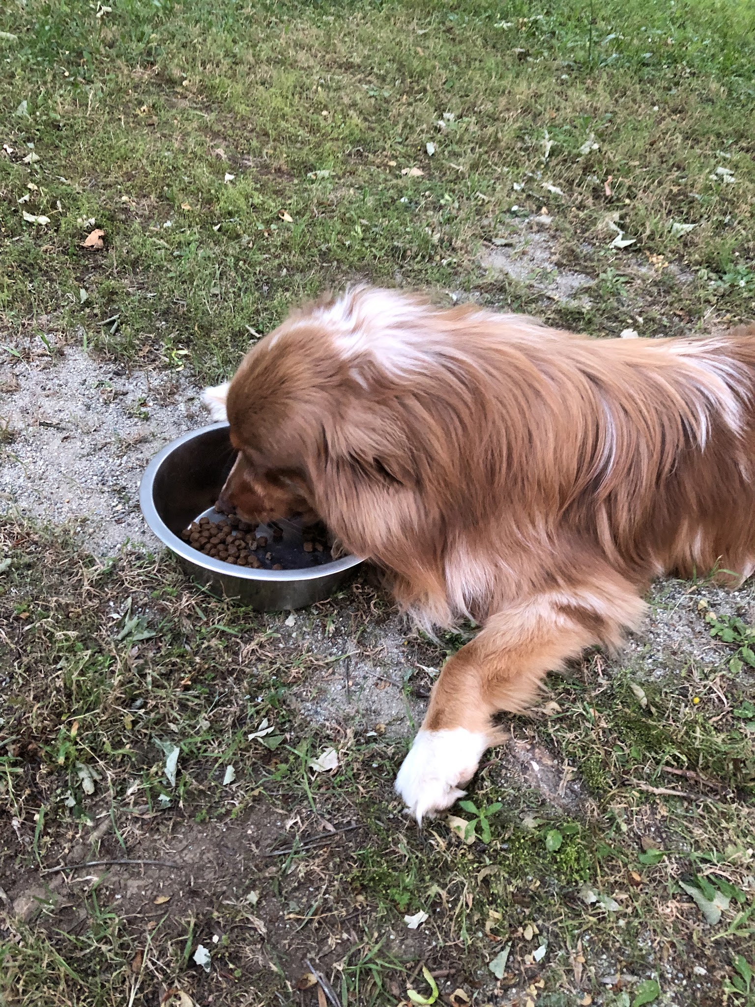 Pension canine - L’auberge des boules de poils — photo