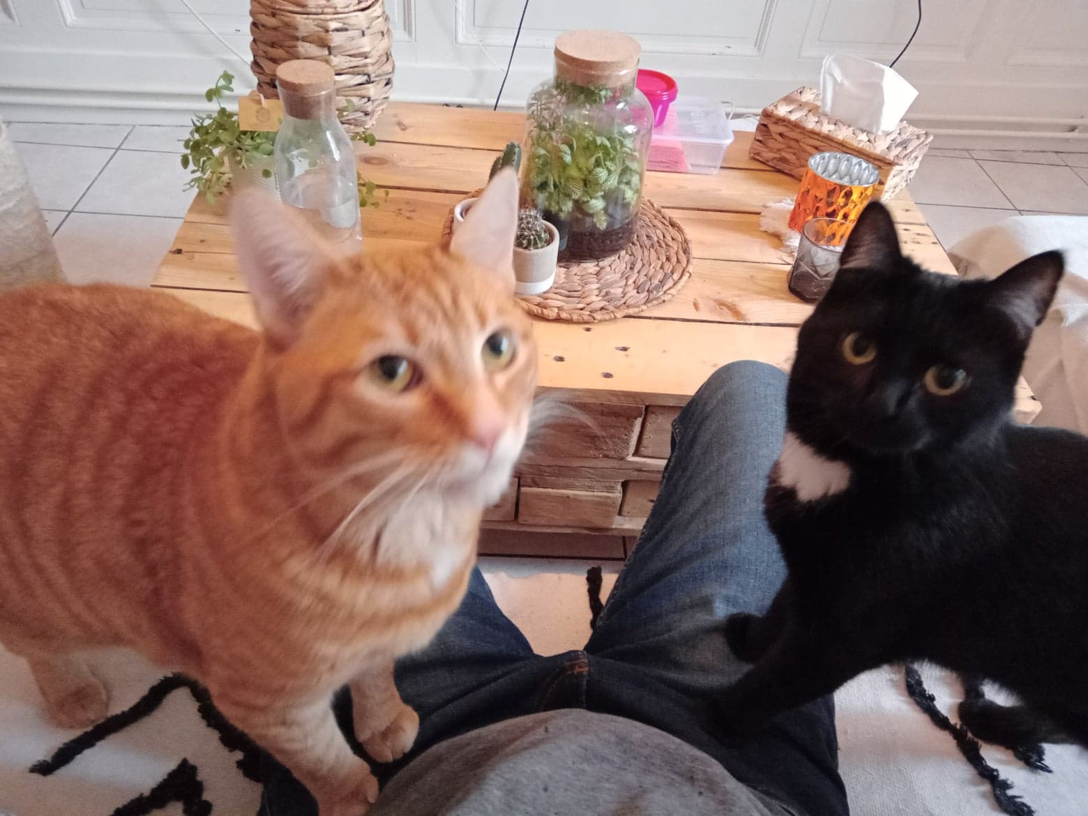Happypets Orléans — photo