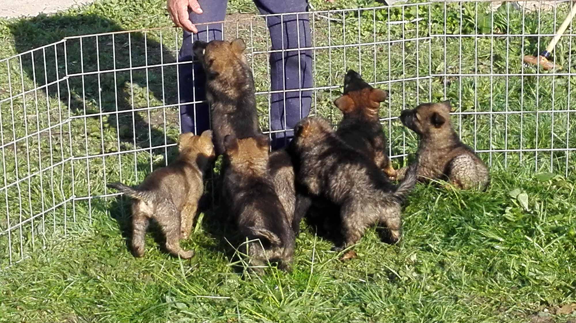 Centre Canin La Faye - Pension, élevage, éducation canine — photo