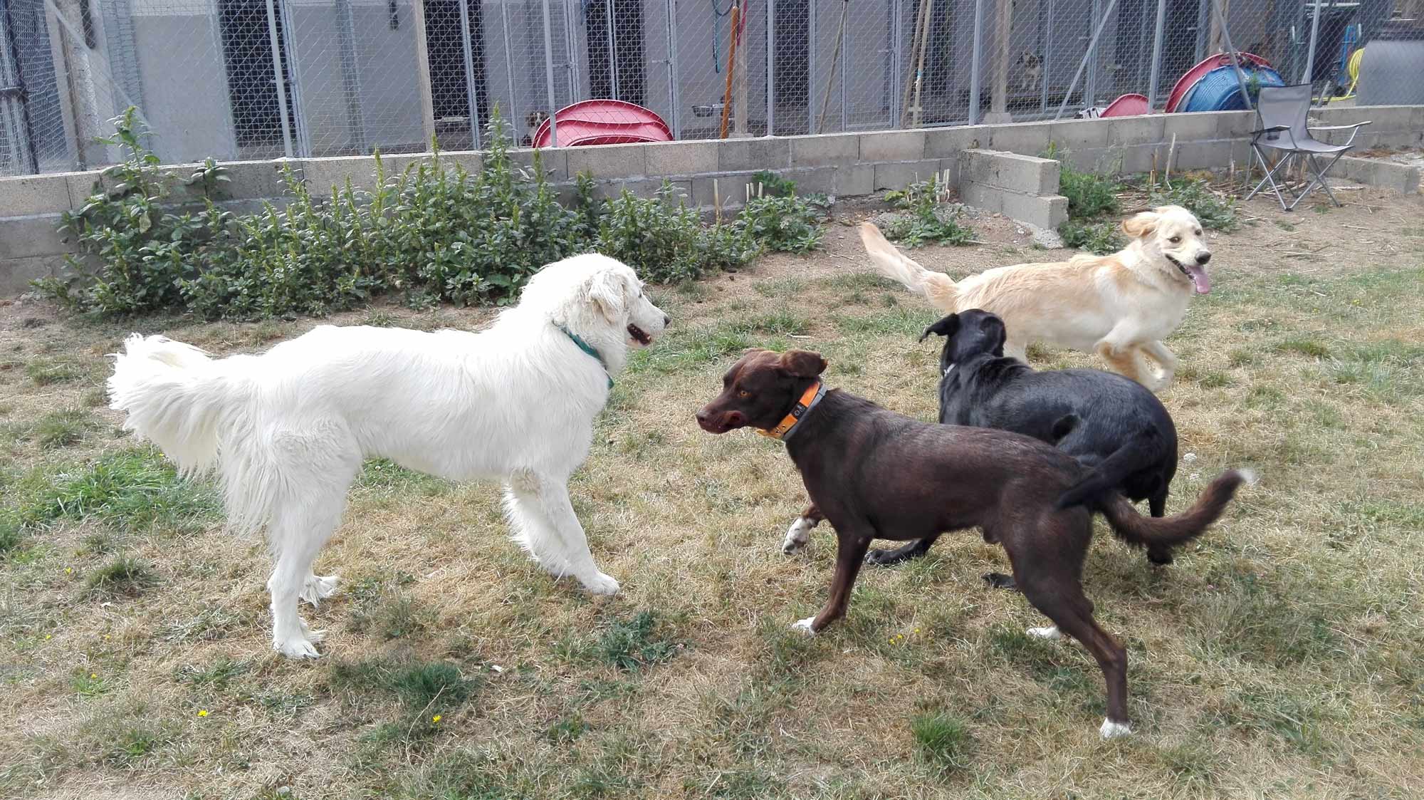 Centre Canin La Faye - Pension, élevage, éducation canine — photo