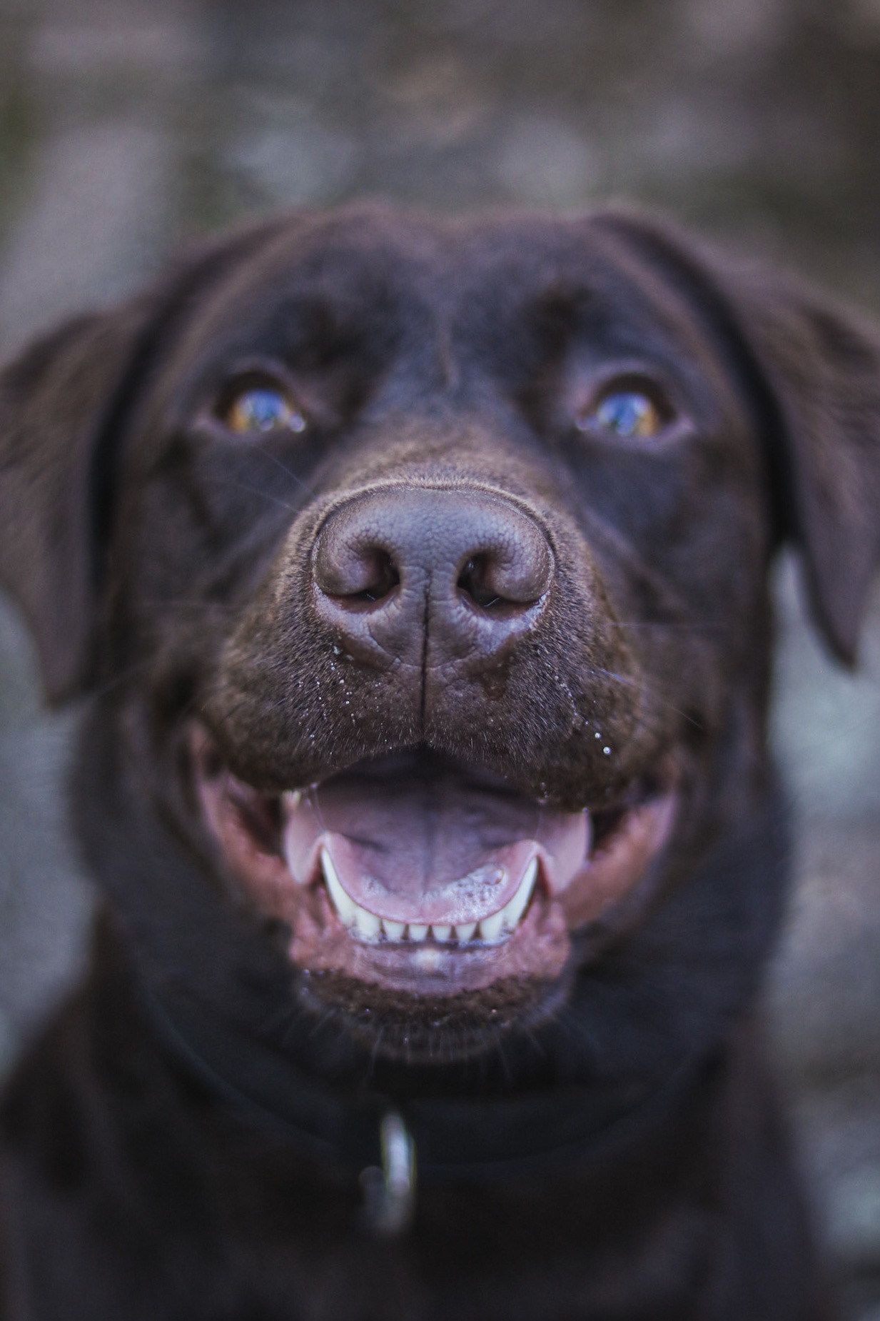 Dog'ynamic - Pension Canine Familiale — photo