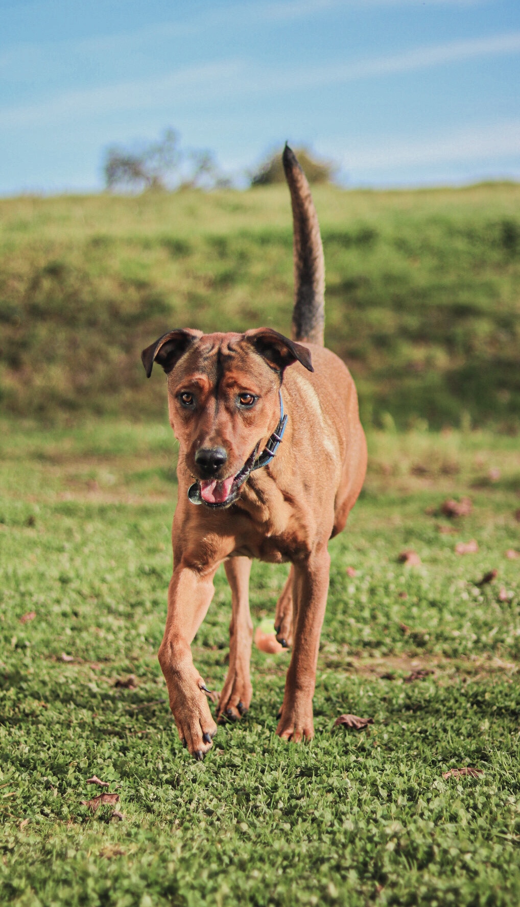 Dog'ynamic - Pension Canine Familiale