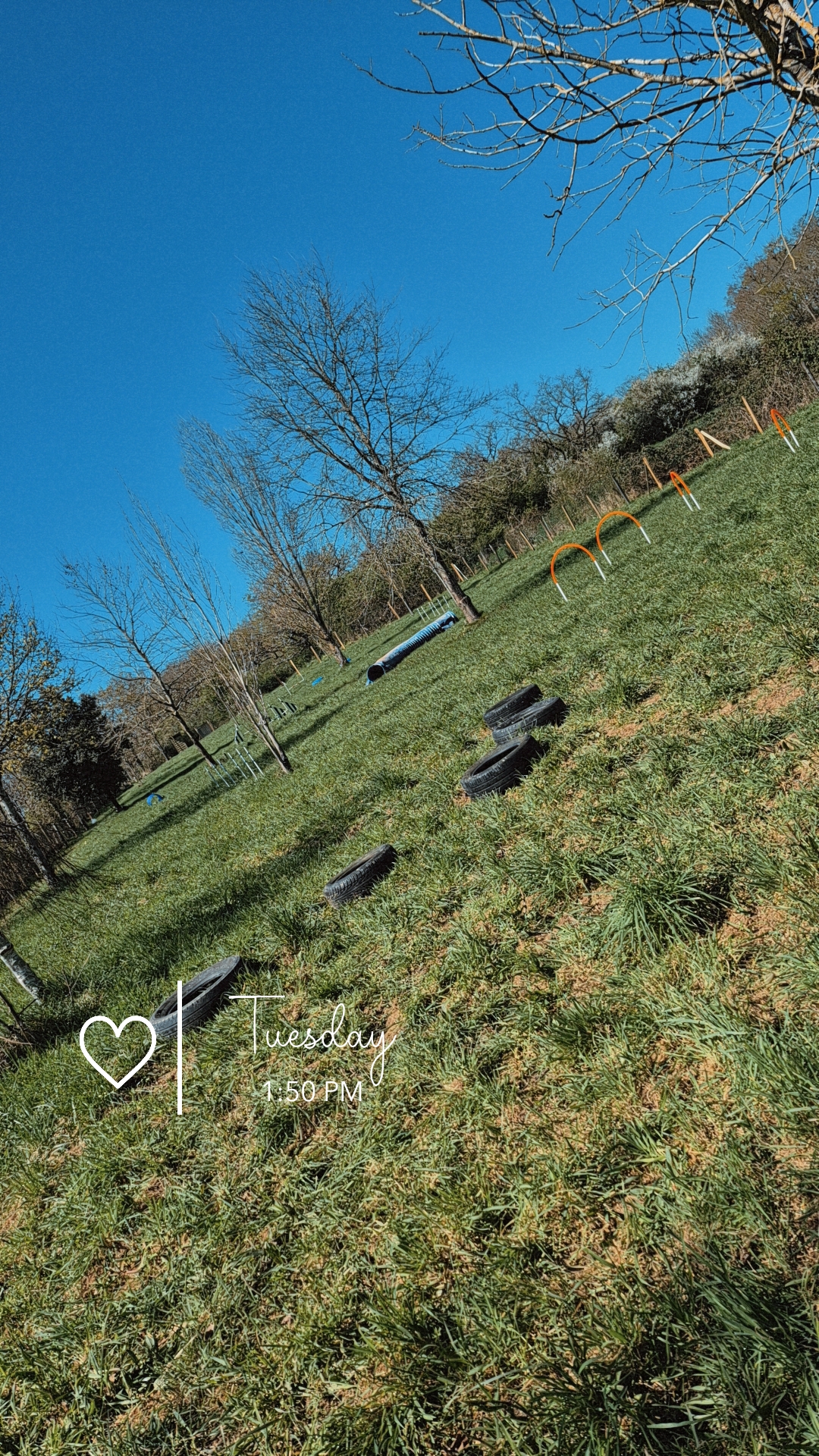 Centre et Parc Canin Cyno Spirit Gold