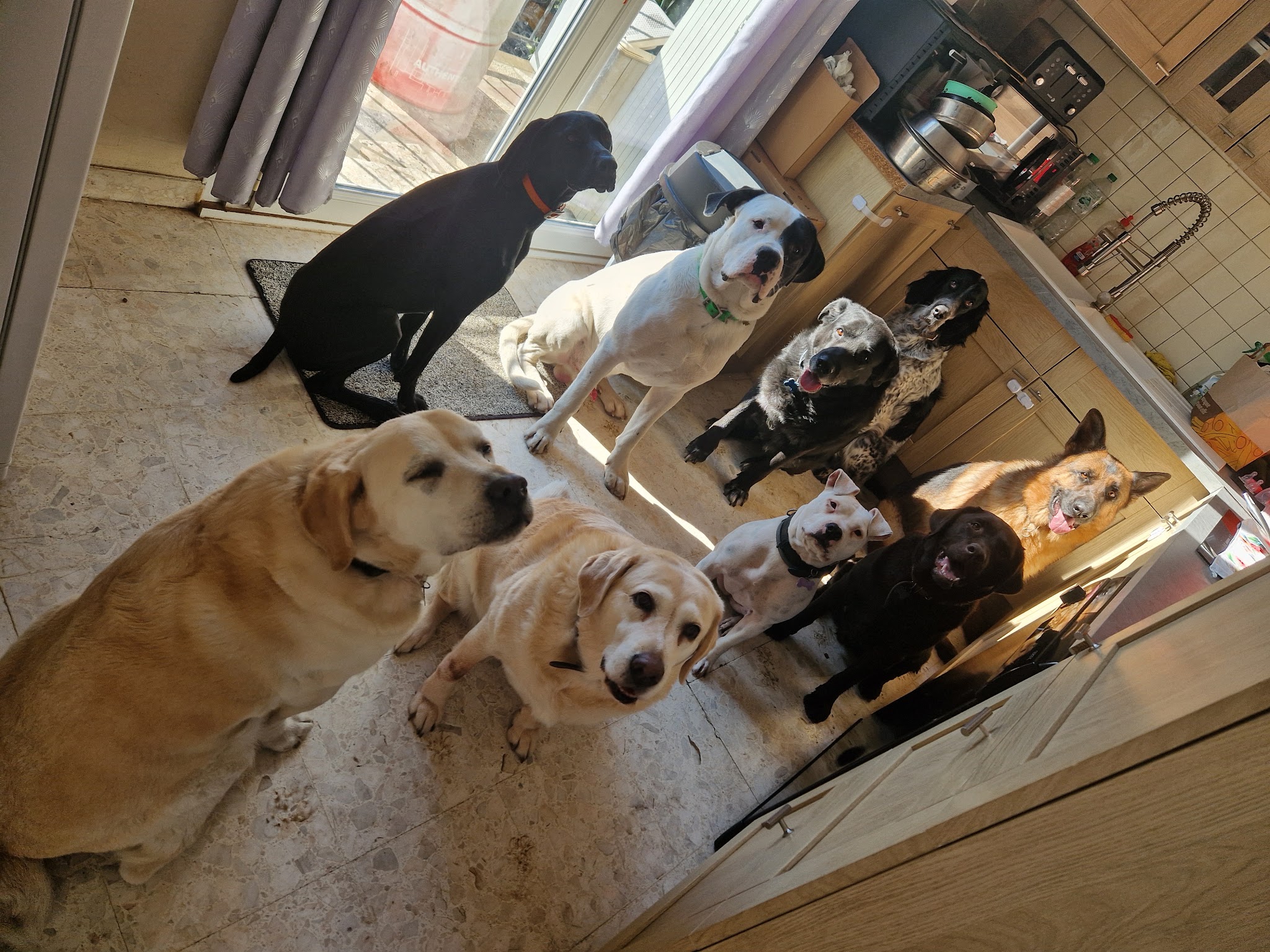 Coco Comportementaliste animalier et éducatrice canin & Pet Sitter — photo