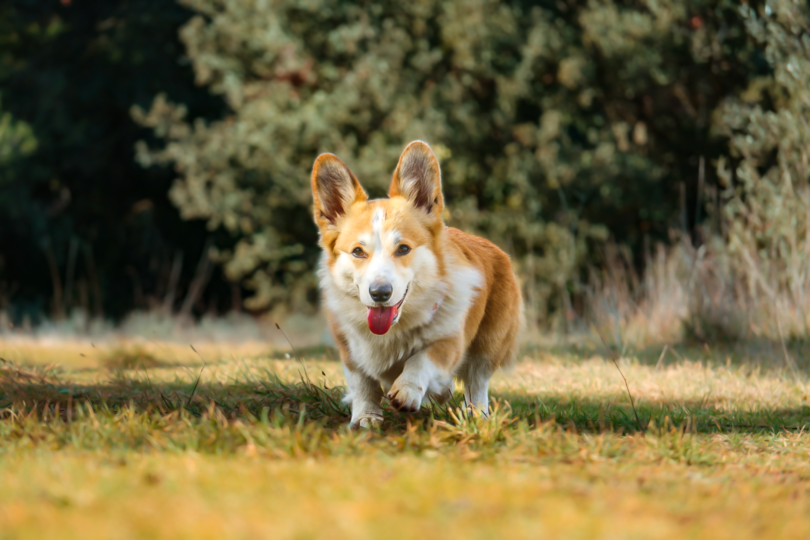 La Zone Canine : Pension Canine - Éducation - Loisirs