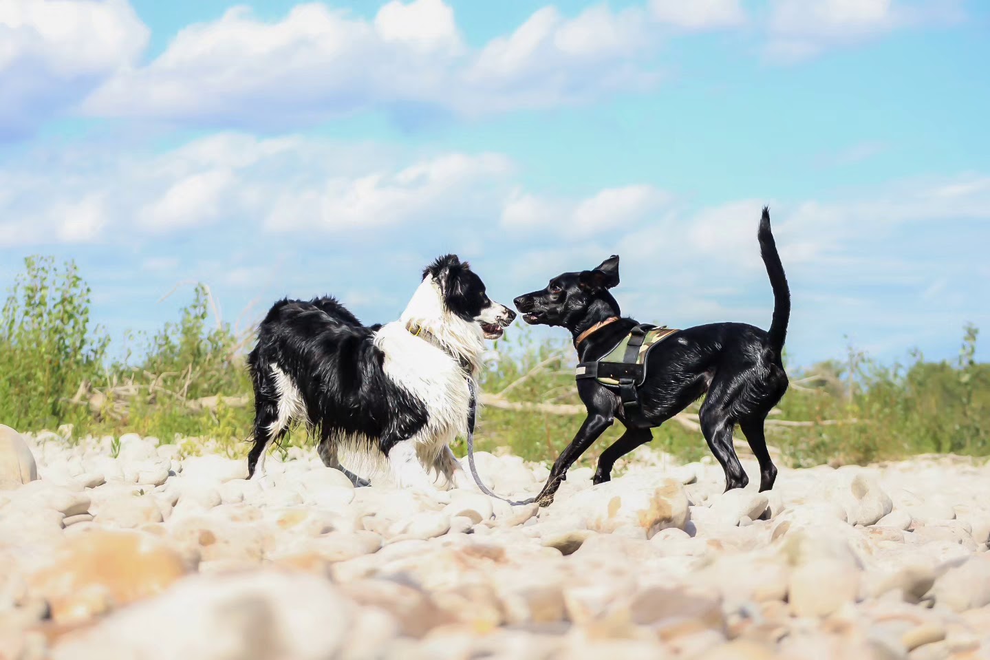 La Zone Canine : Pension Canine - Éducation - Loisirs — photo