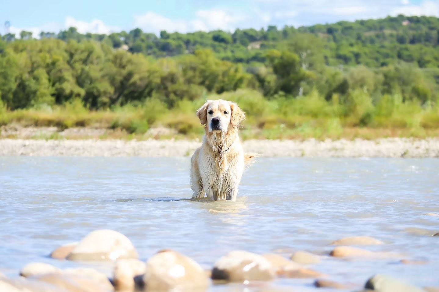La Zone Canine : Pension Canine - Éducation - Loisirs — photo