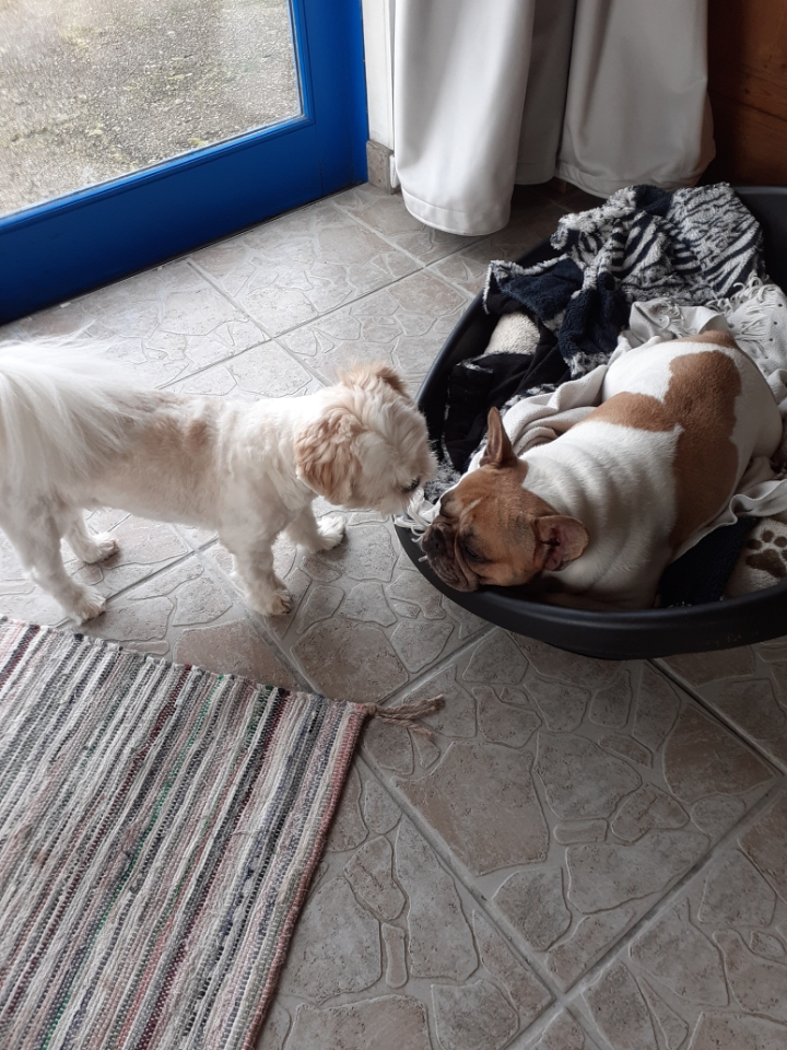 Ti Ki pension pour petits chiens — photo
