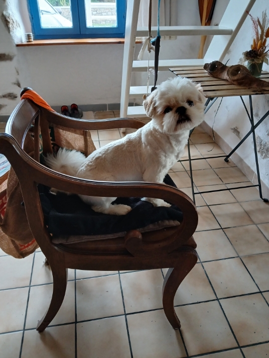 Ti Ki pension pour petits chiens — photo