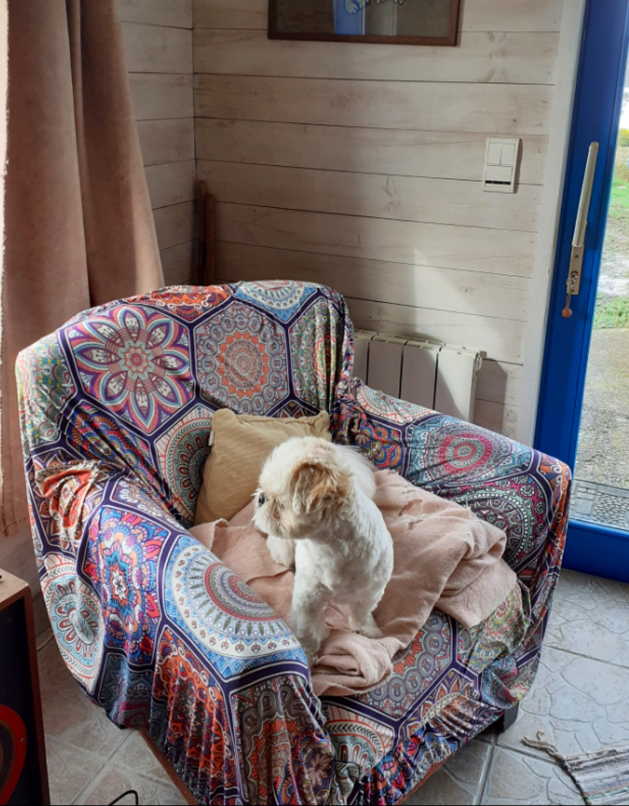 Ti Ki pension pour petits chiens — photo