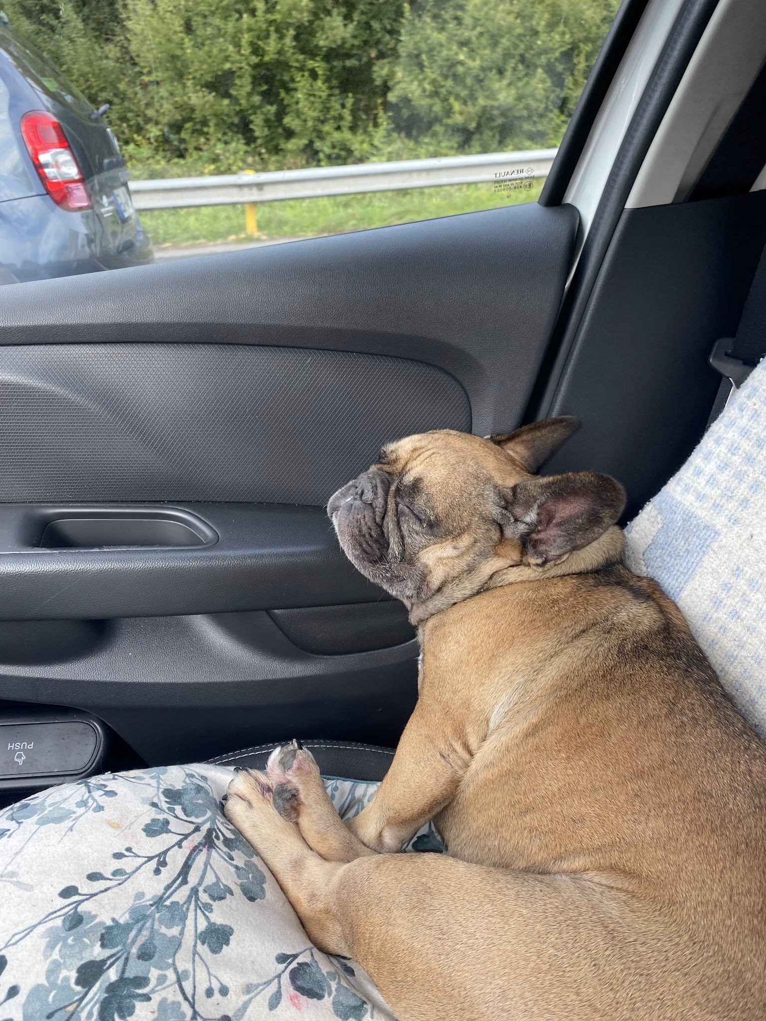 Ti Ki pension pour petits chiens — photo