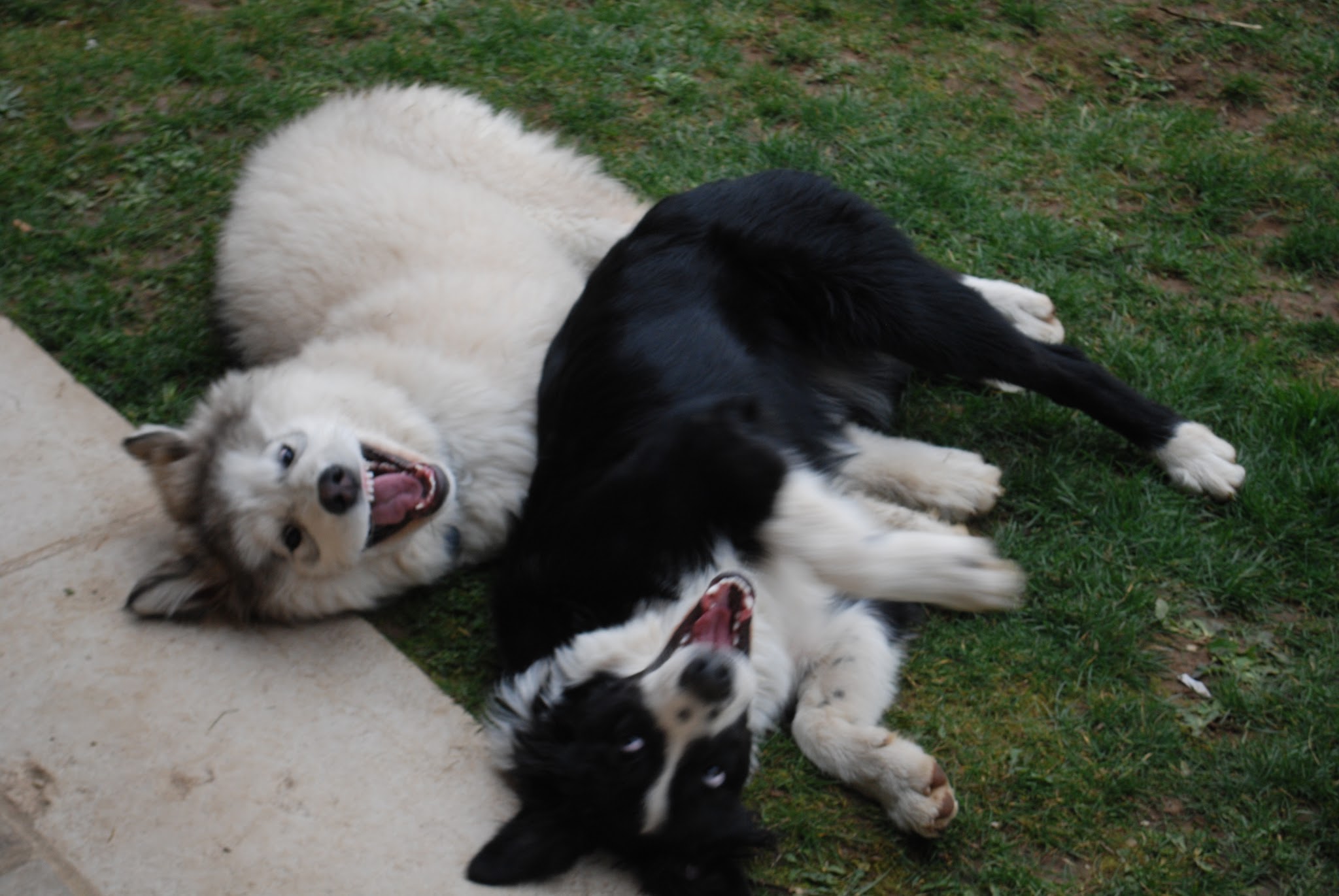 Les Amis de Doudou