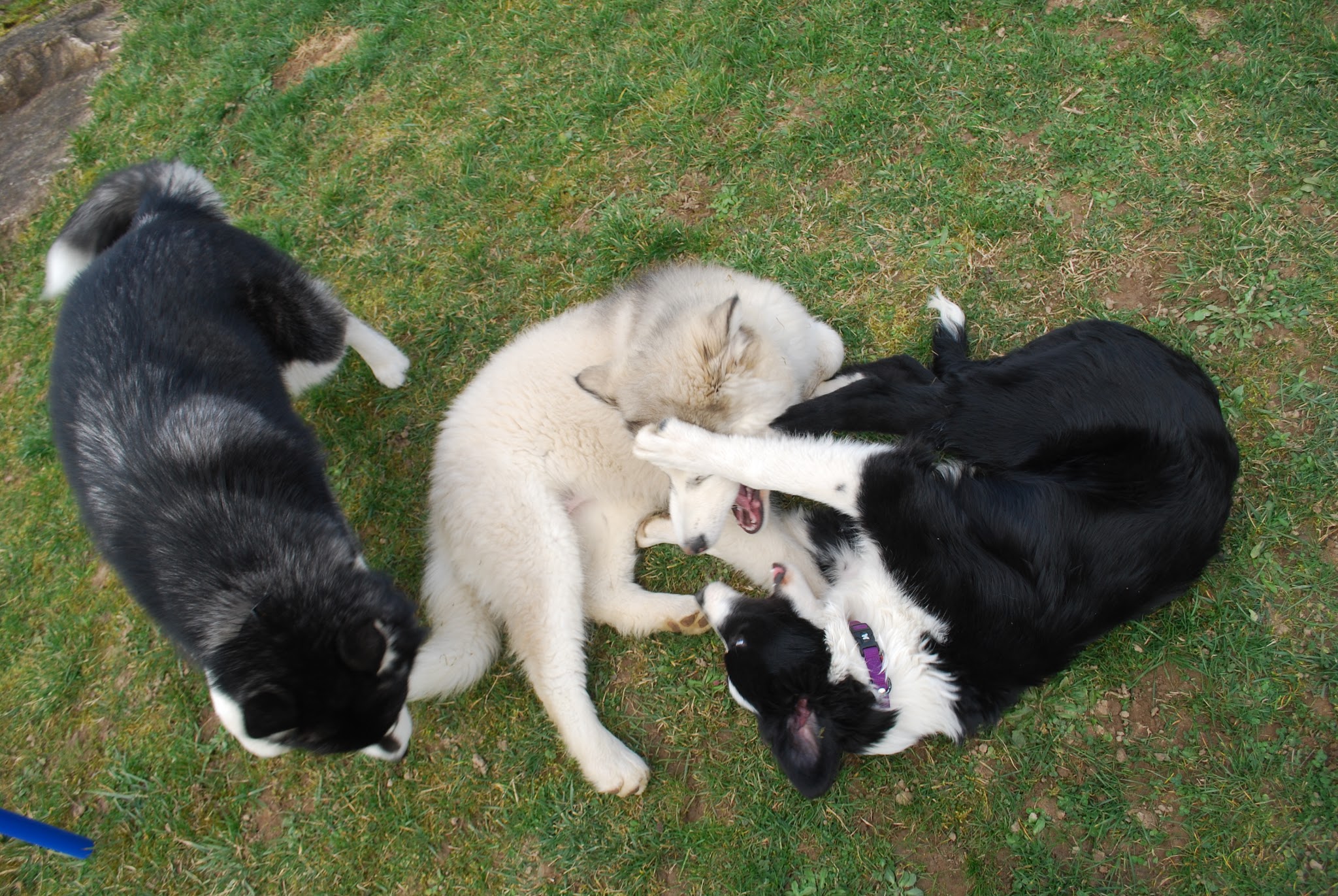 Les Amis de Doudou — photo