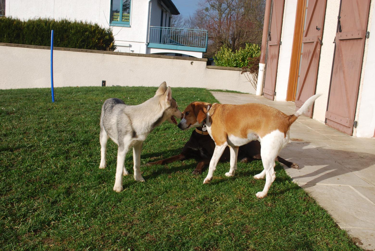 Les Amis de Doudou — photo