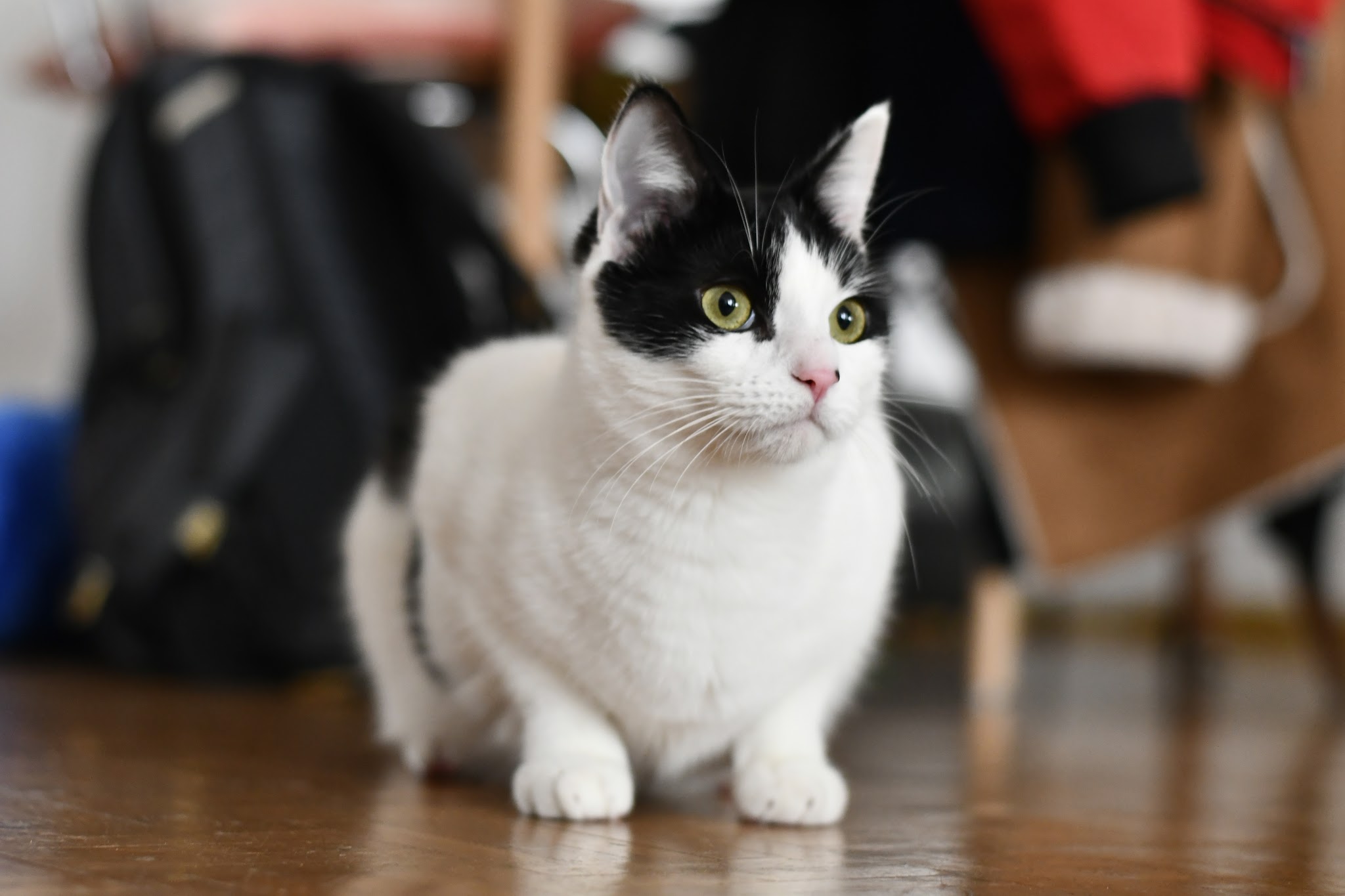 MargotPetsitting — photo
