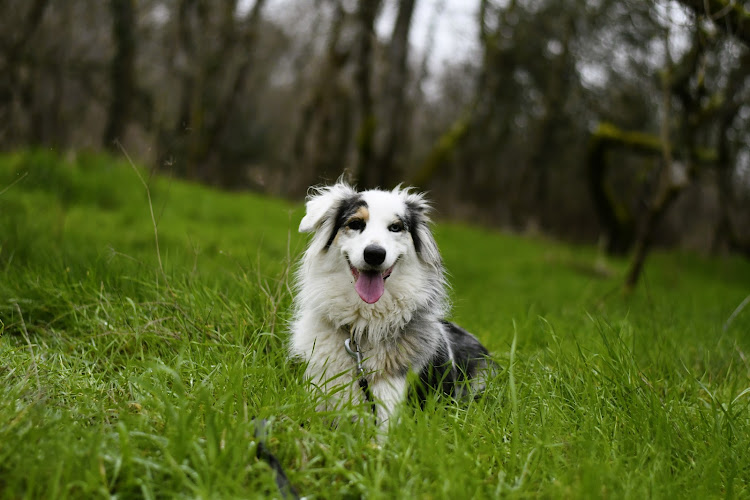 MargotPetsitting