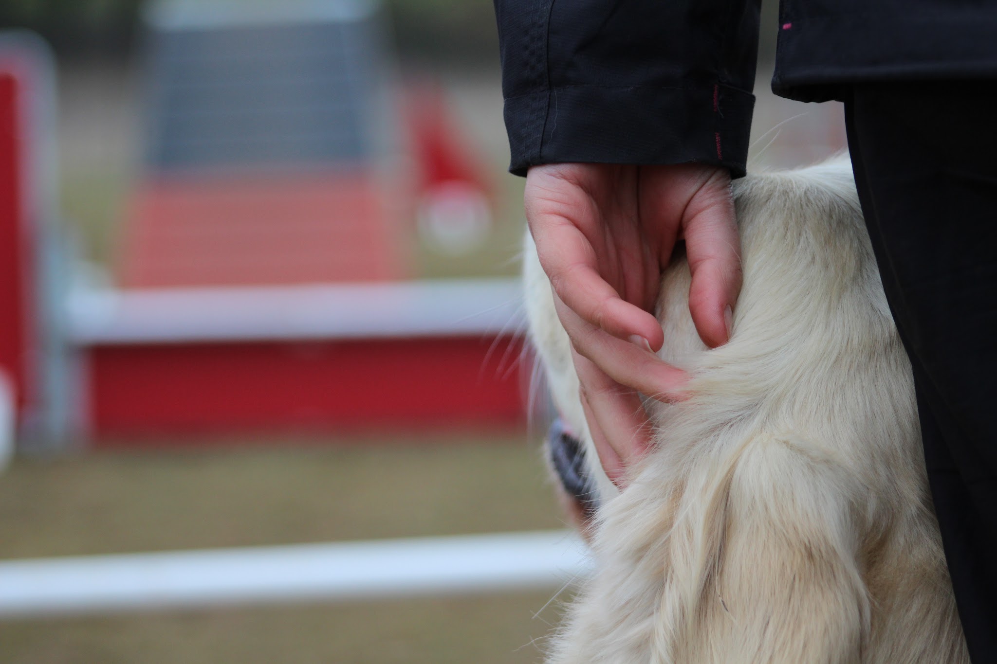 Armelle pet sitting pension canine familiale au coeur de la Camargue