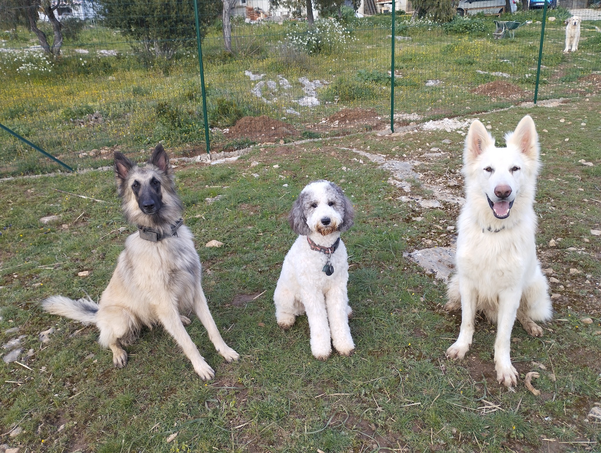 Utopoil - Lioux - Éducation/Comportement/Pension canine — photo