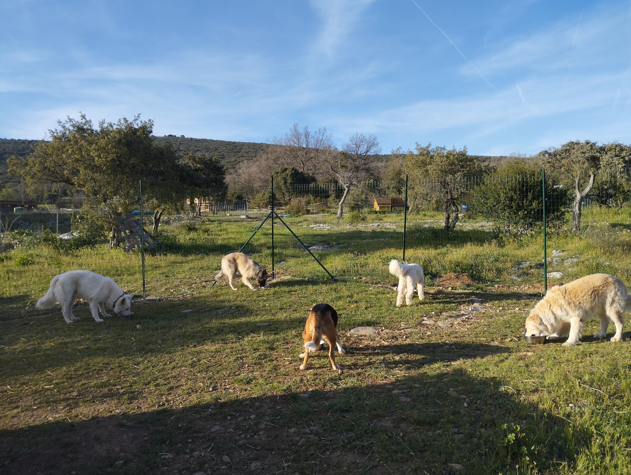 Utopoil - Lioux - Éducation/Comportement/Pension canine — photo