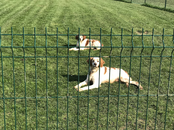 P3G ( pension chiens et chevaux )