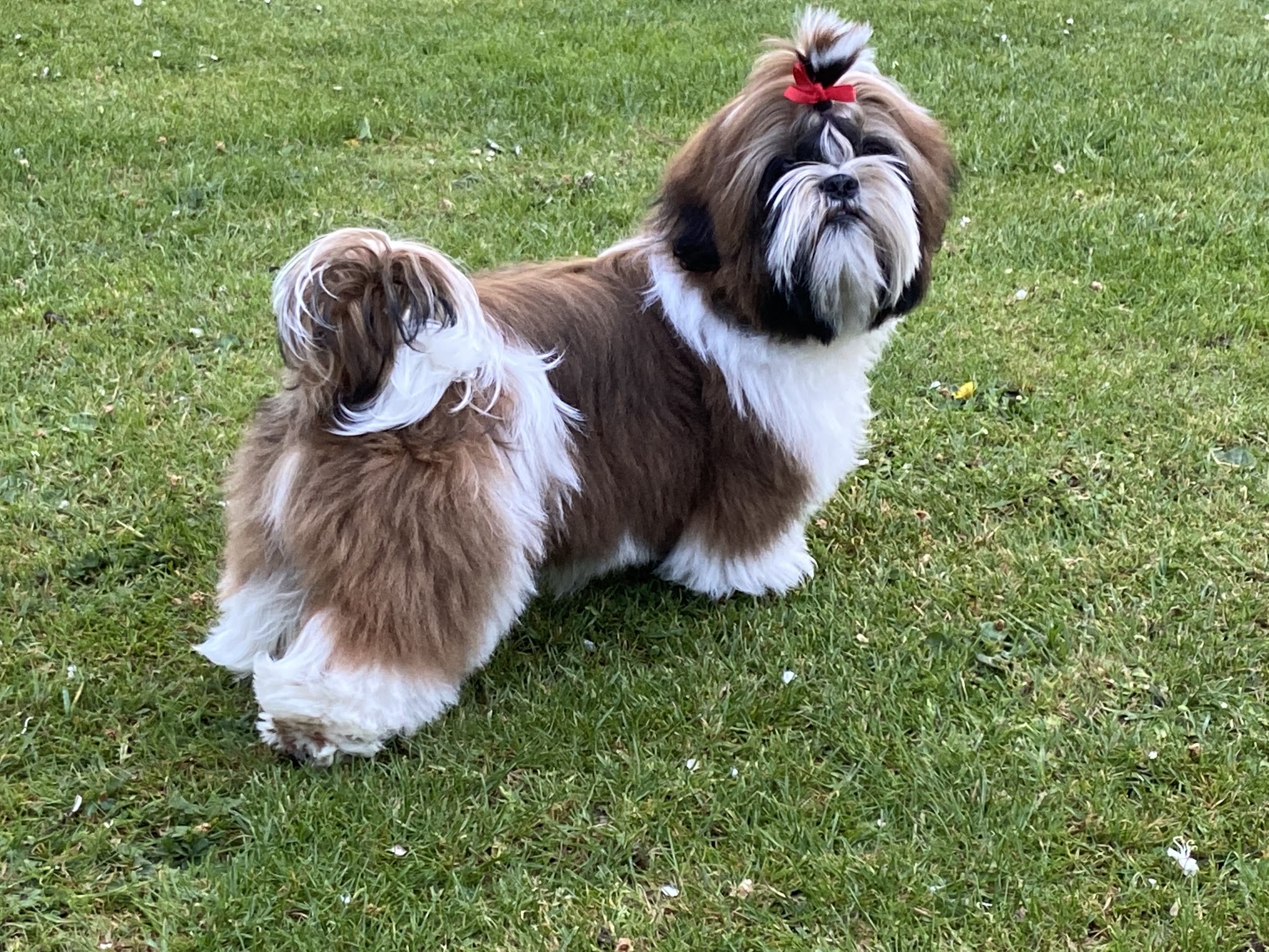 P3G ( pension chiens et chevaux ) — photo