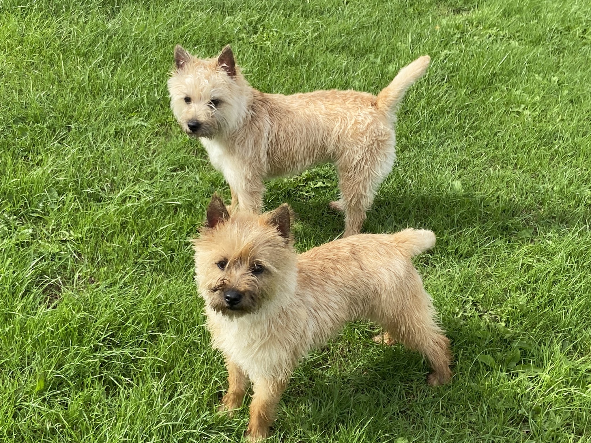 P3G ( pension chiens et chevaux ) — photo
