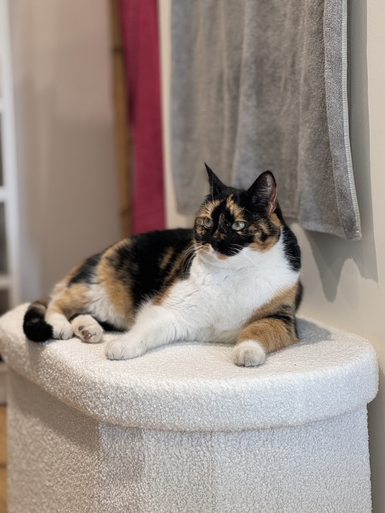 Au bonheur des Animaux — photo