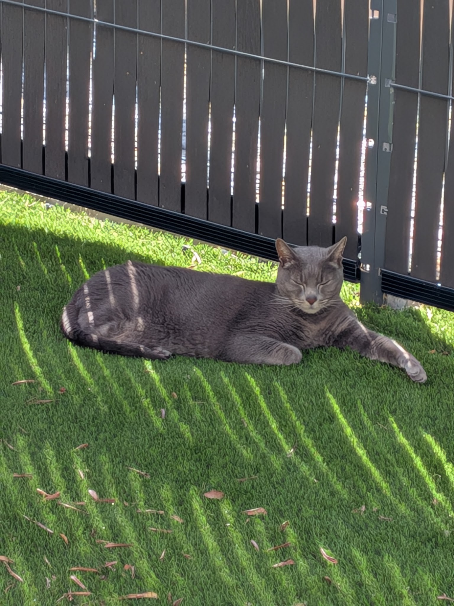 Au bonheur des Animaux — photo