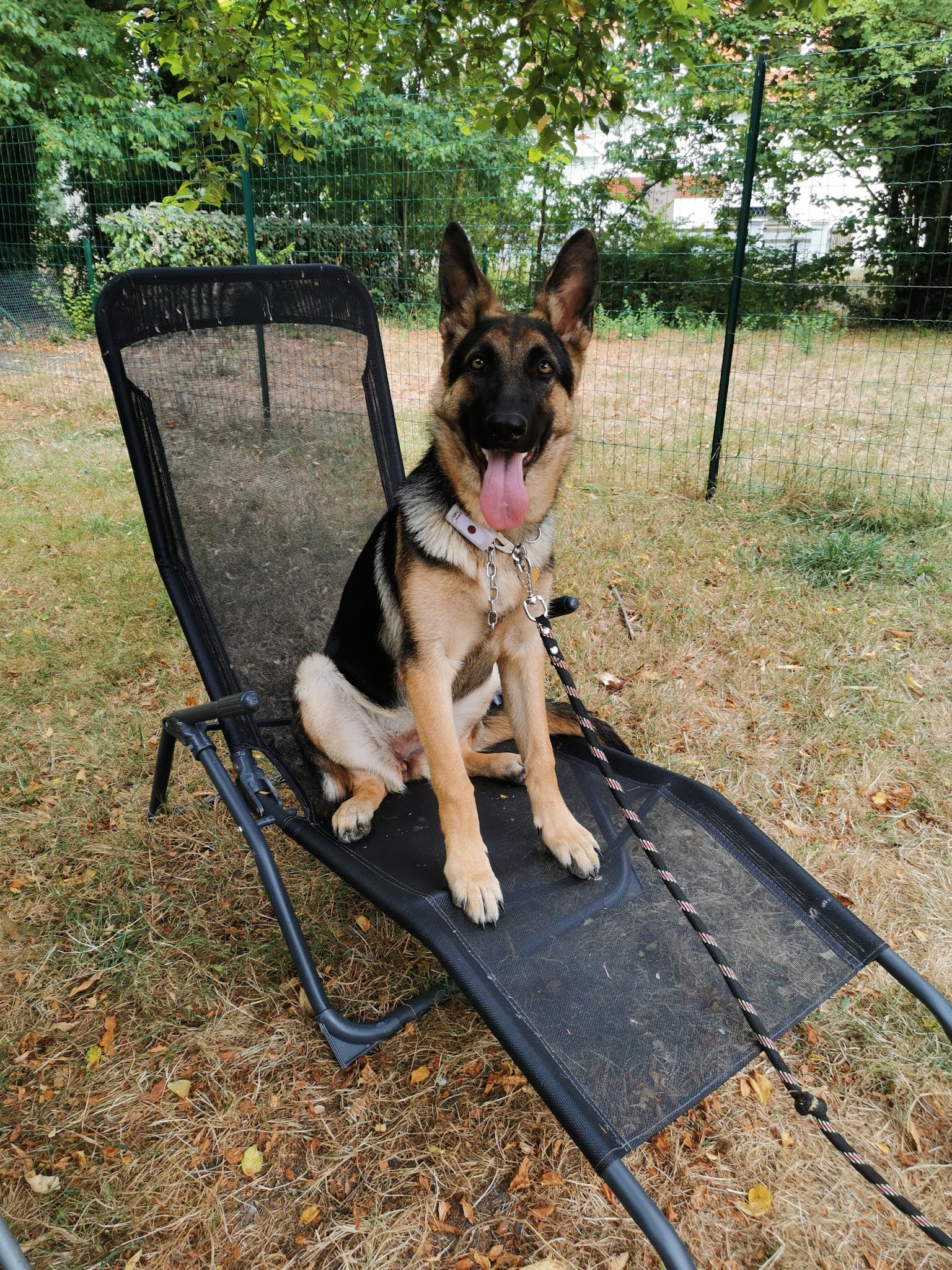 La Truffe d'argos - comportementaliste canin — photo