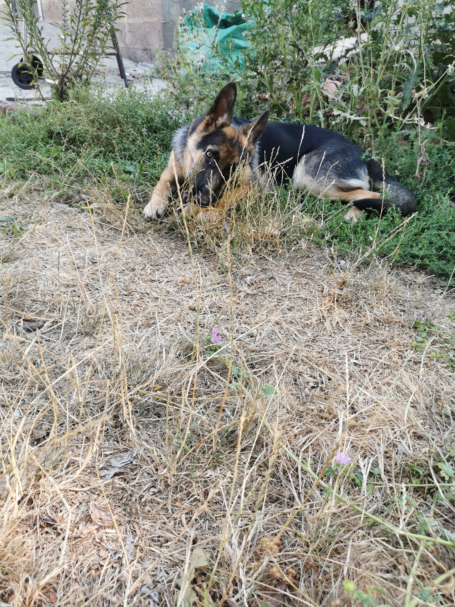La Truffe d'argos - comportementaliste canin — photo