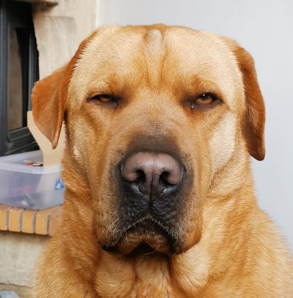 La Truffe d'argos - comportementaliste canin — photo
