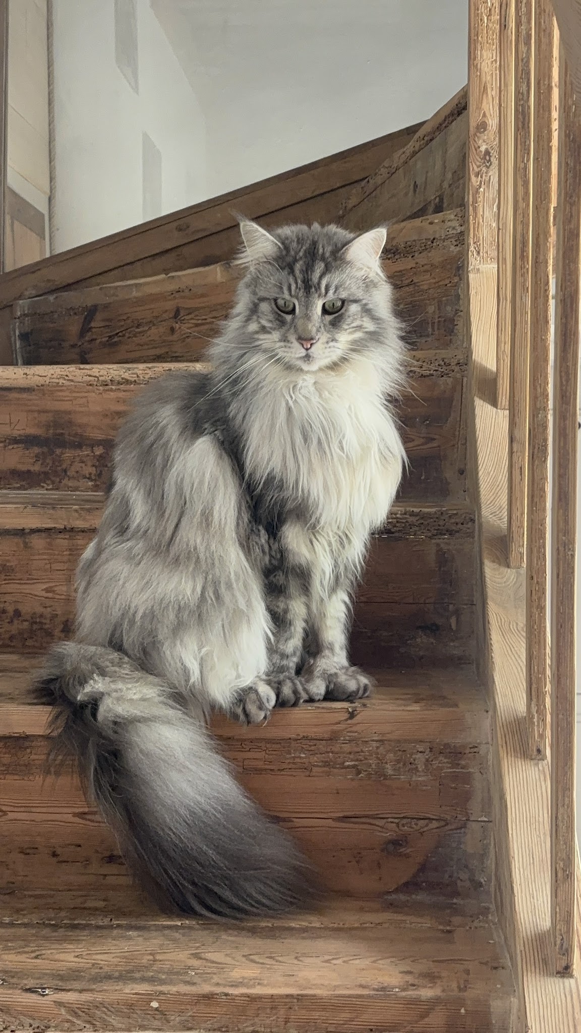Casadog - Garde Chiens Et Chats — photo