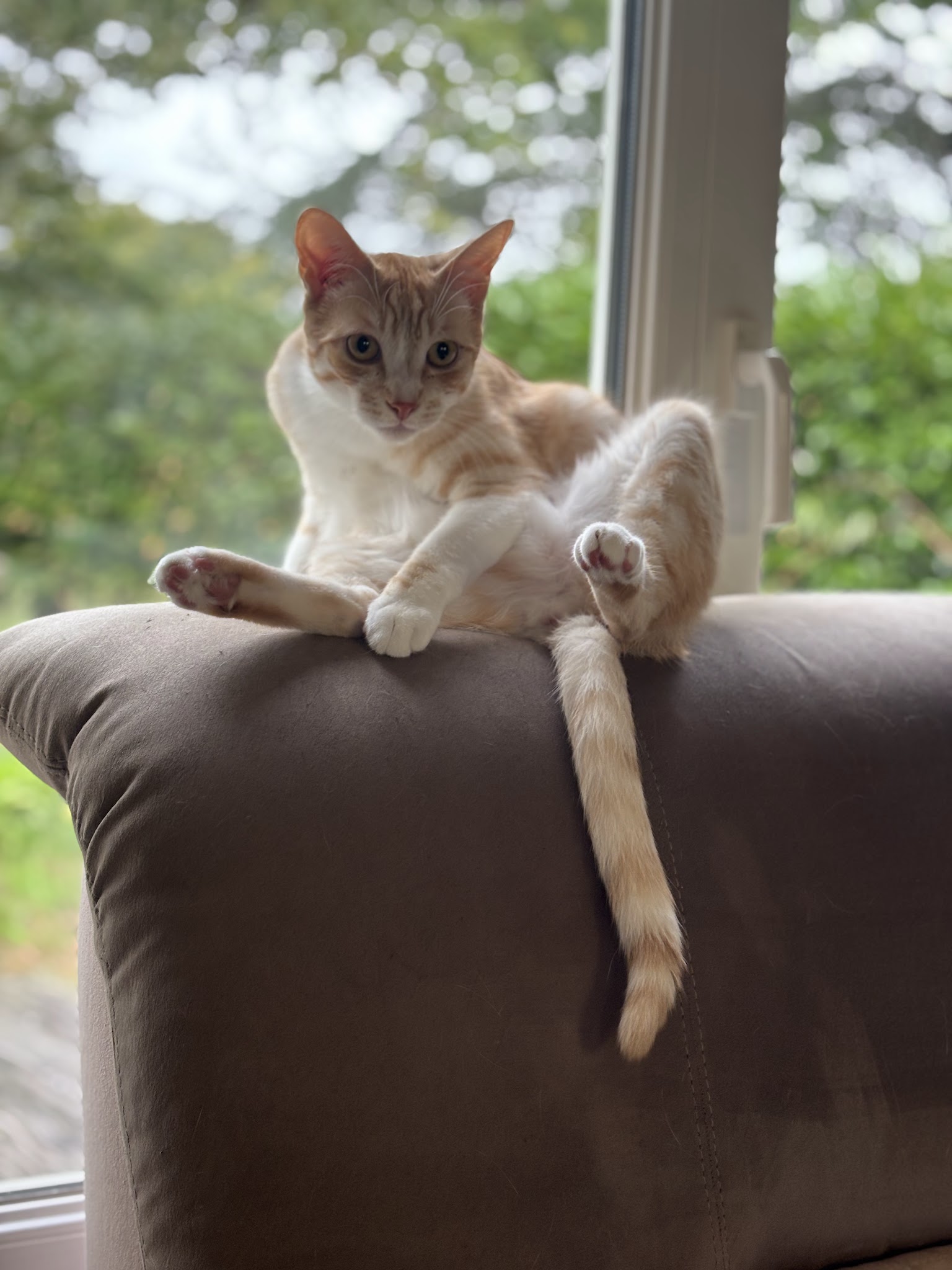 Casadog - Garde Chiens Et Chats — photo