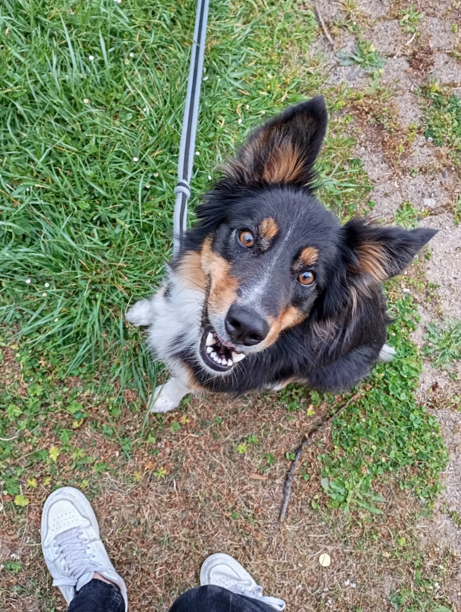 Pension canine familiale bouille de loup — photo