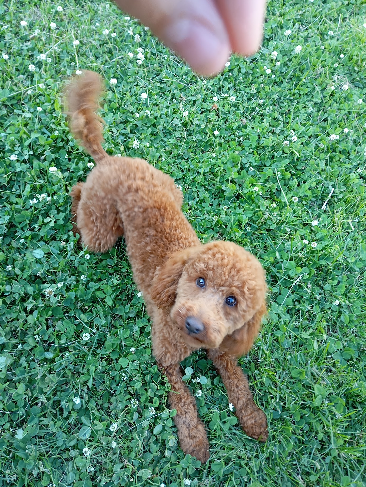 Pension canine familiale bouille de loup — photo