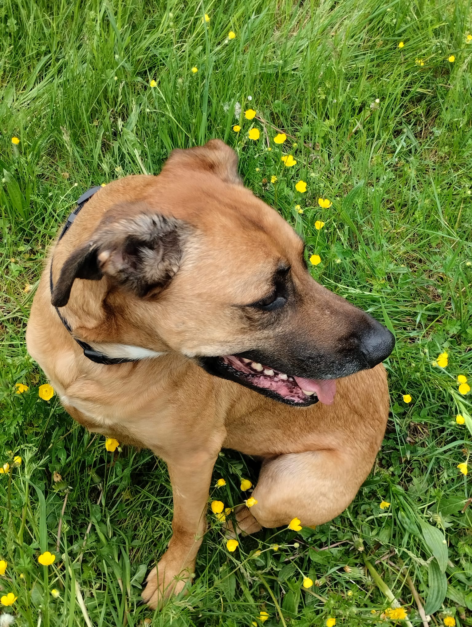 Pension canine familiale bouille de loup — photo
