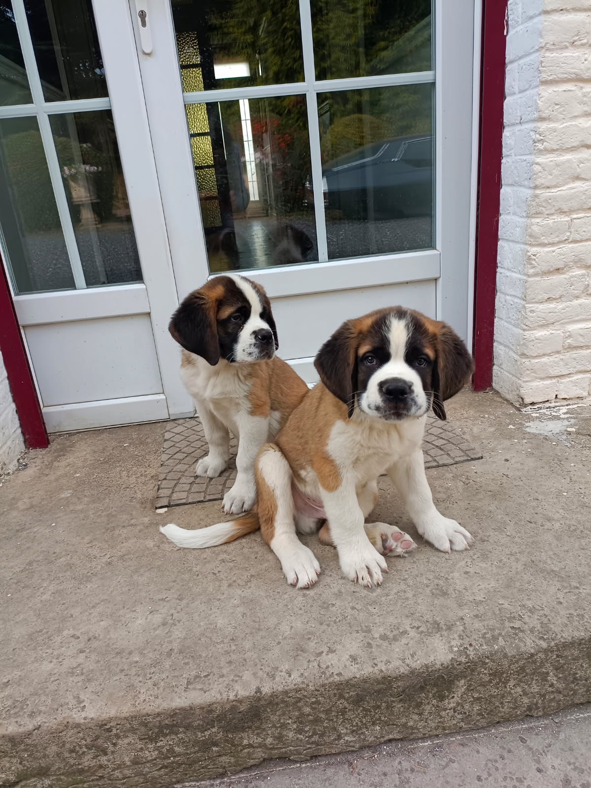 Les Saint Bernard de la Vallée de l'Hogmiau — photo