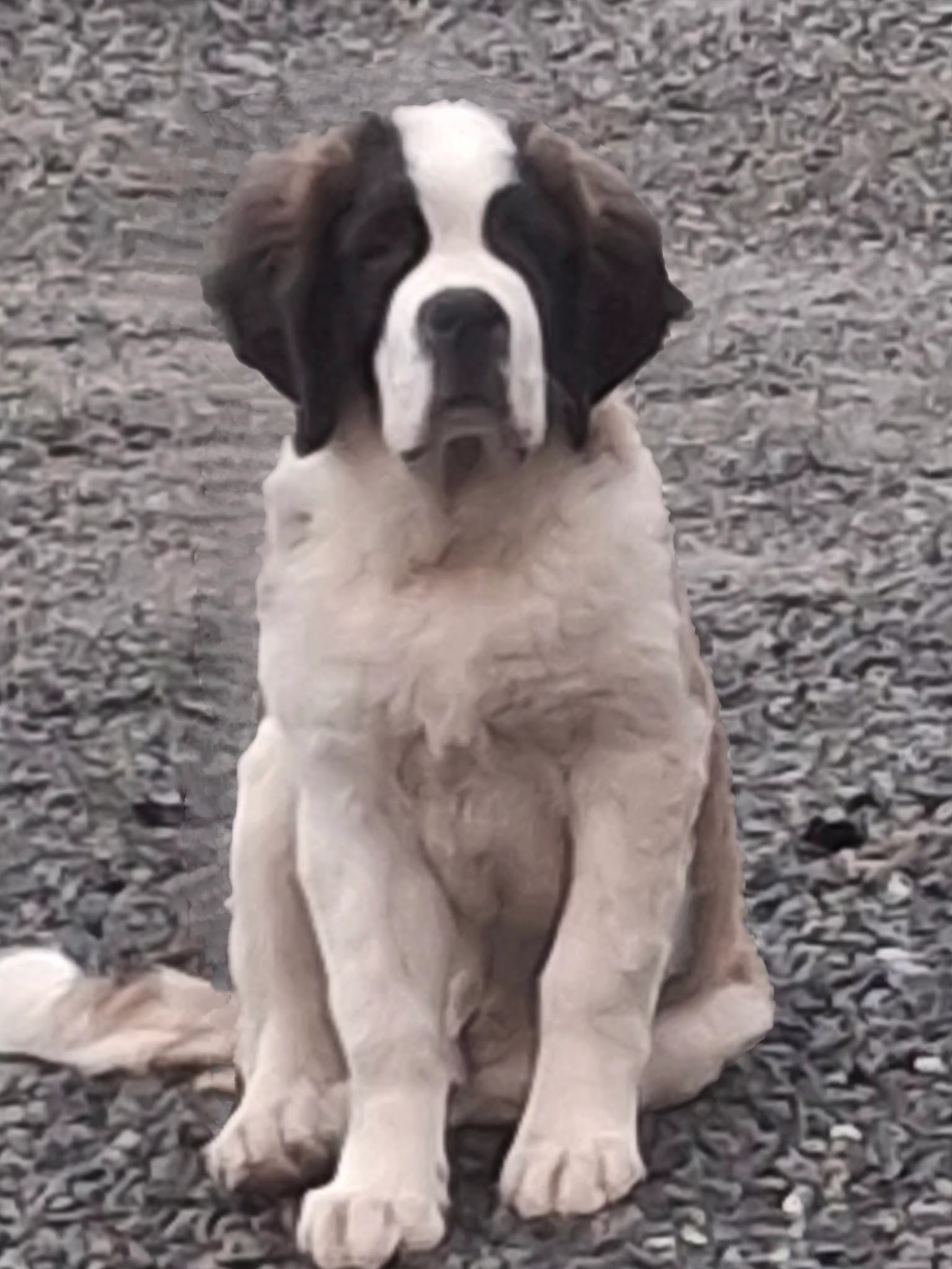 Les Saint Bernard de la Vallée de l'Hogmiau — photo