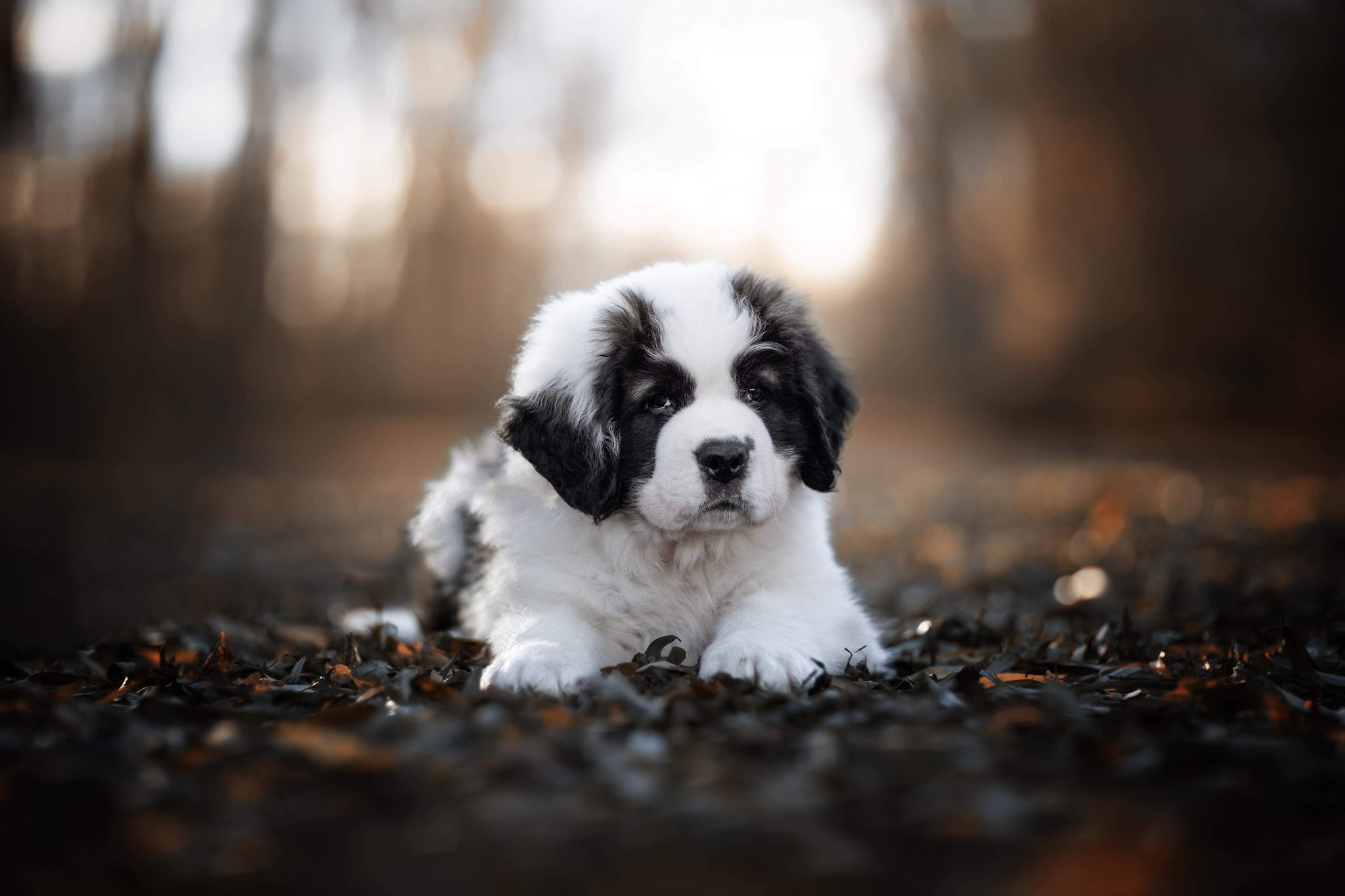 Les Saint Bernard de la Vallée de l'Hogmiau — photo