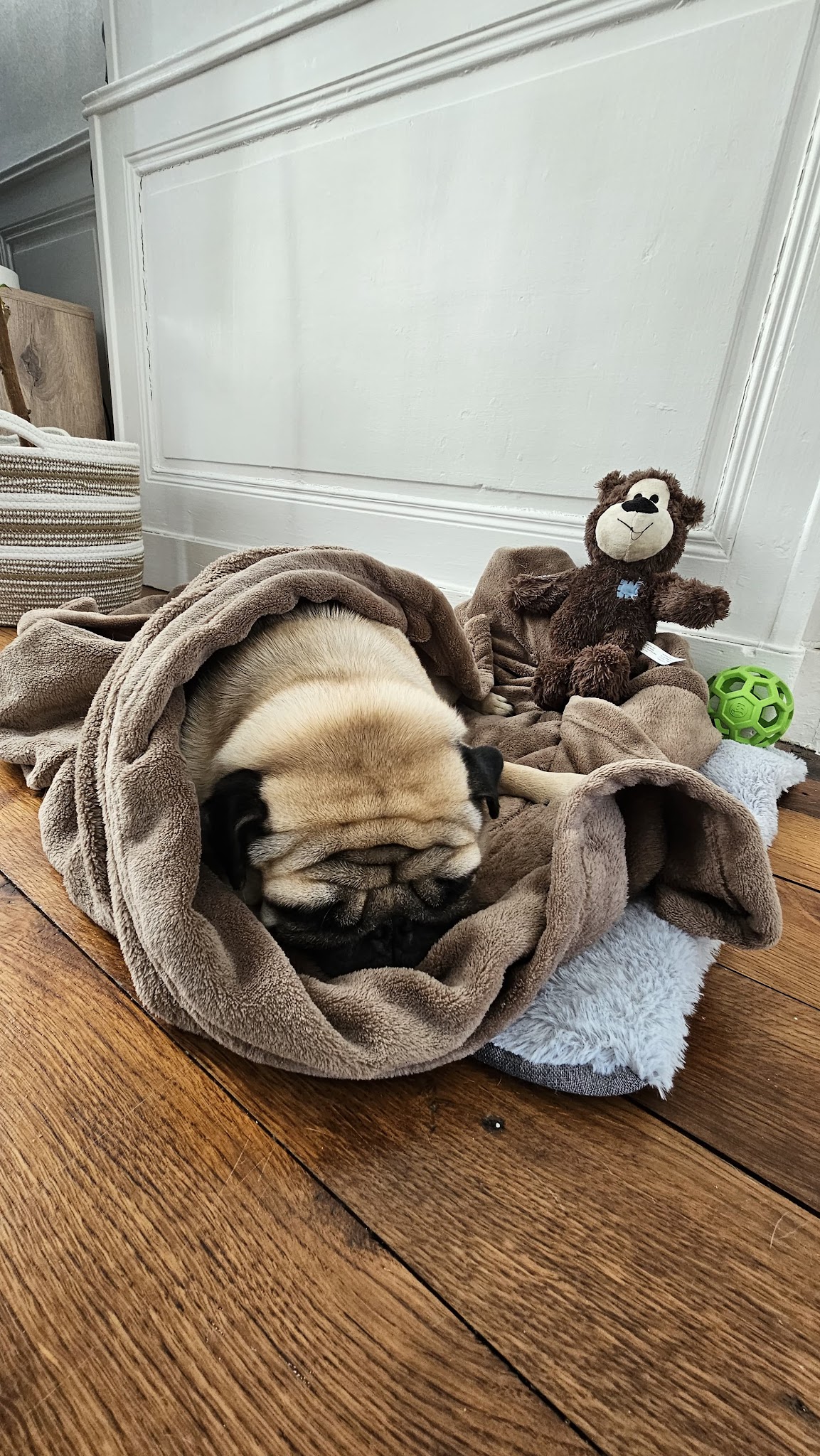 La Tribu des Pattes — Garderie & Pension pour Chiens à Angouleme — photo