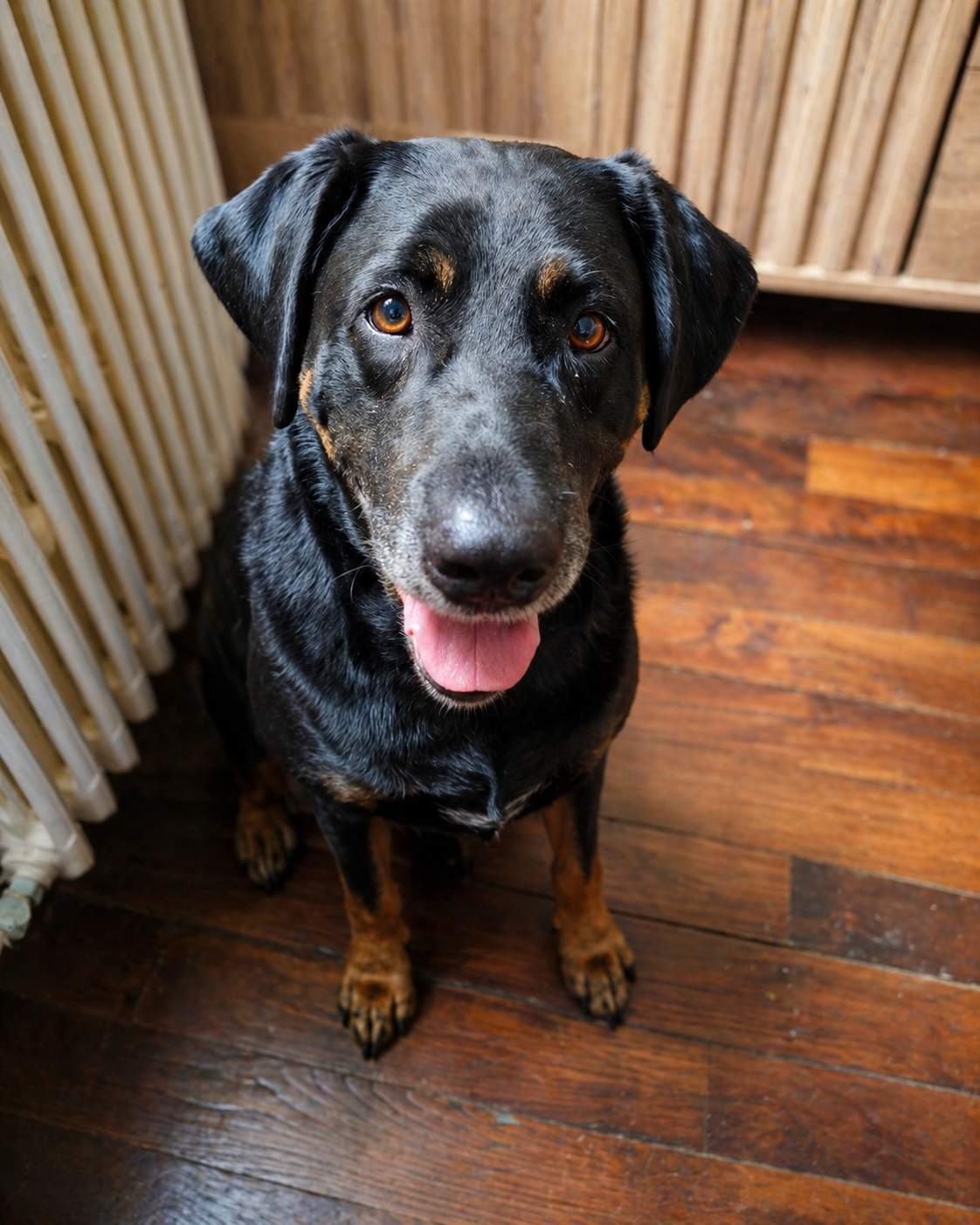La Tribu des Pattes — Garderie & Pension pour Chiens à Angouleme — photo
