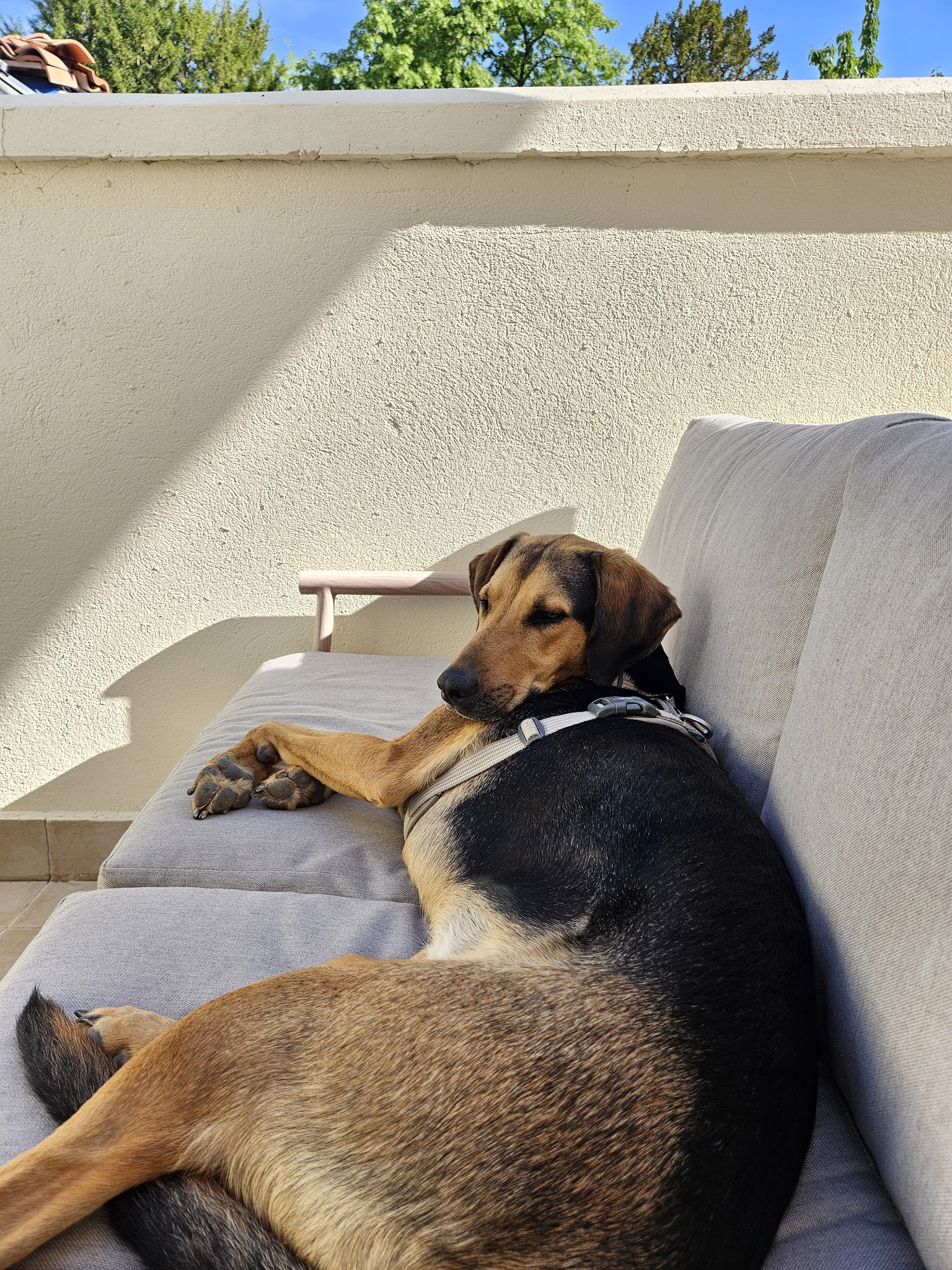 La Tribu des Pattes — Garderie & Pension pour Chiens à Angouleme — photo