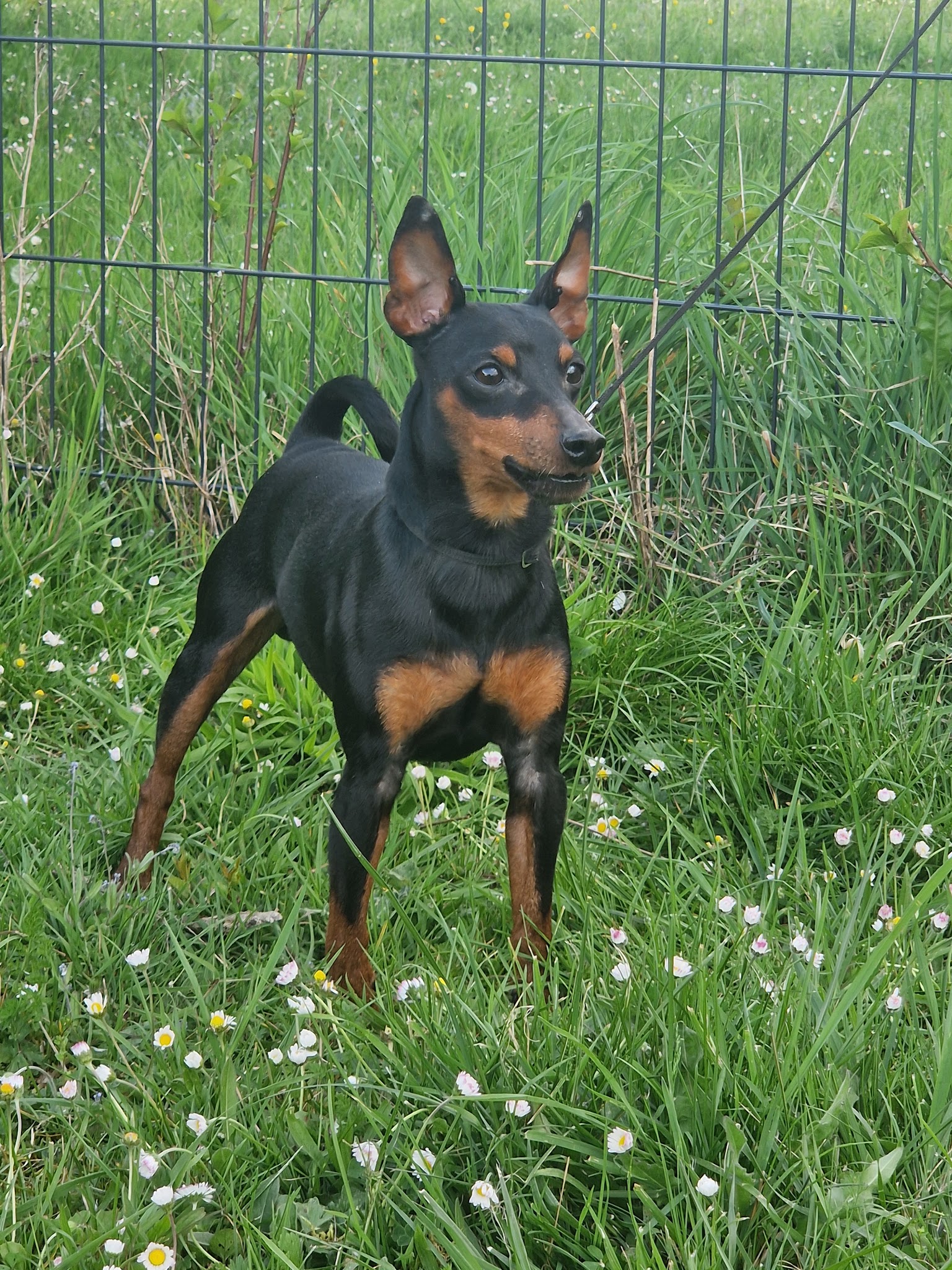 Des princes pinscher