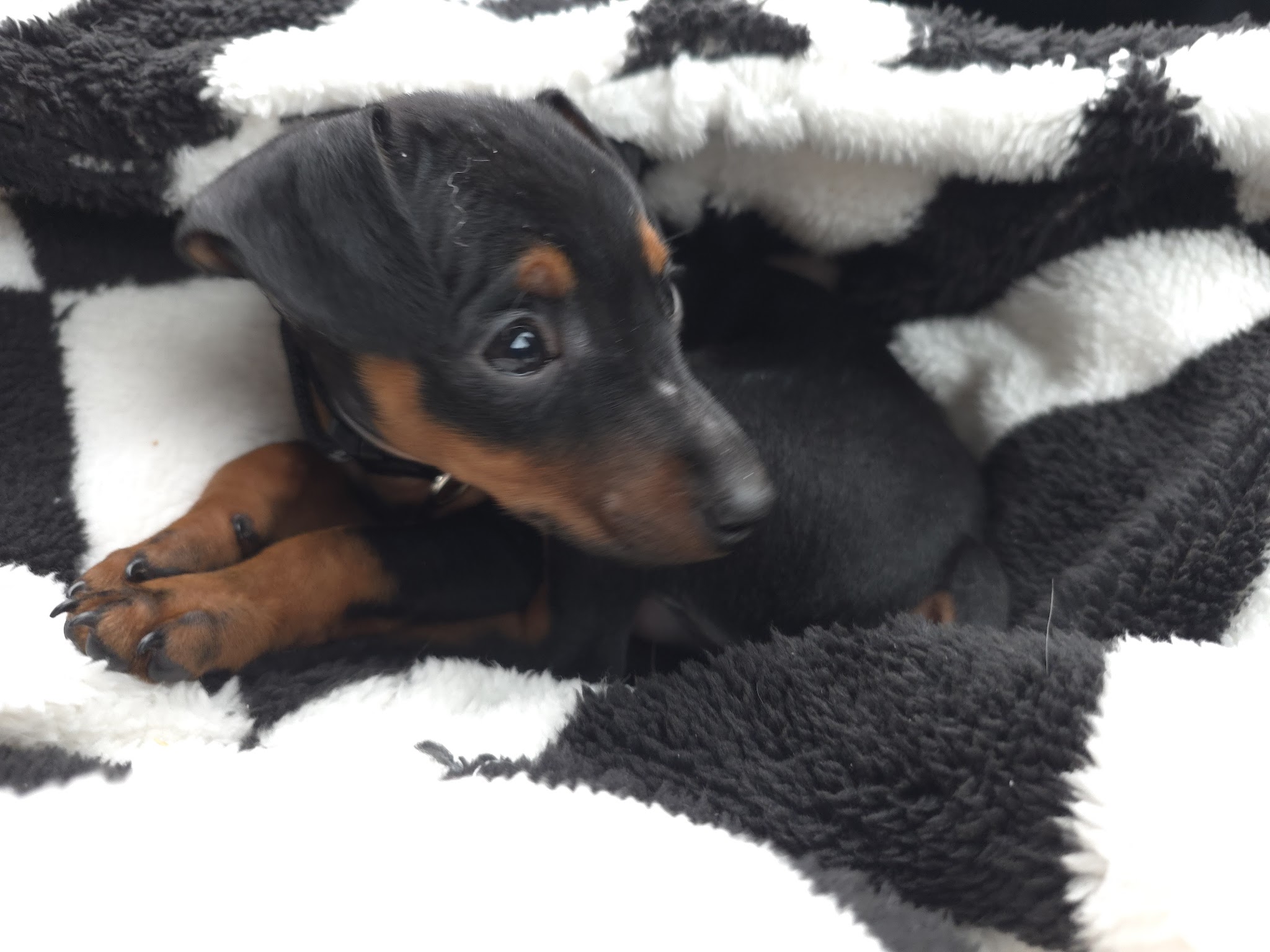 Des princes pinscher — photo