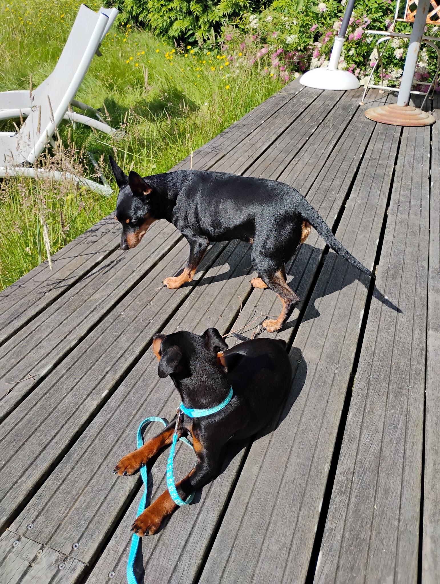 Des princes pinscher — photo